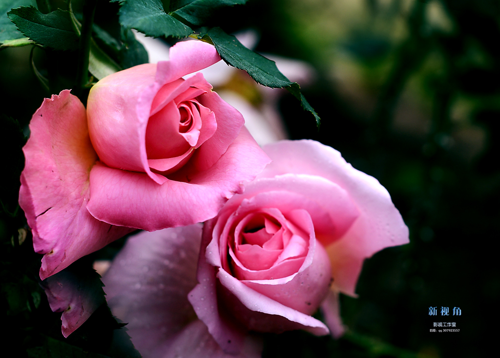 DSC_3176.jpg