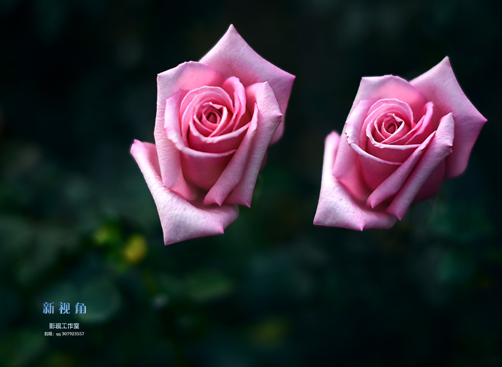 DSC_3185.jpg