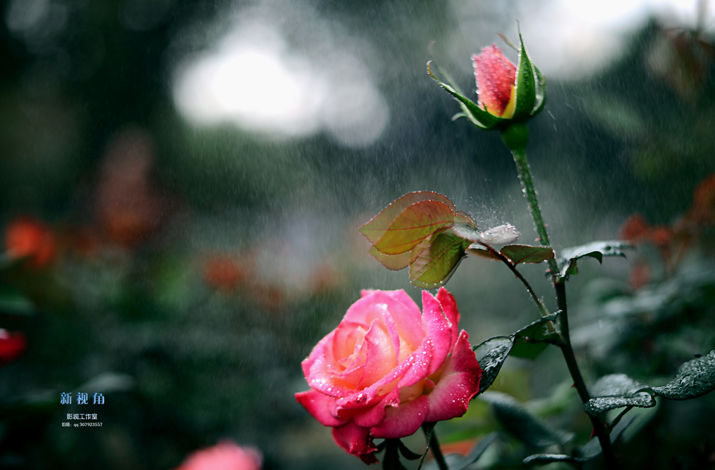 DSC_3248.jpg