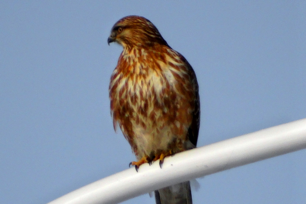 DSC07726.jpg