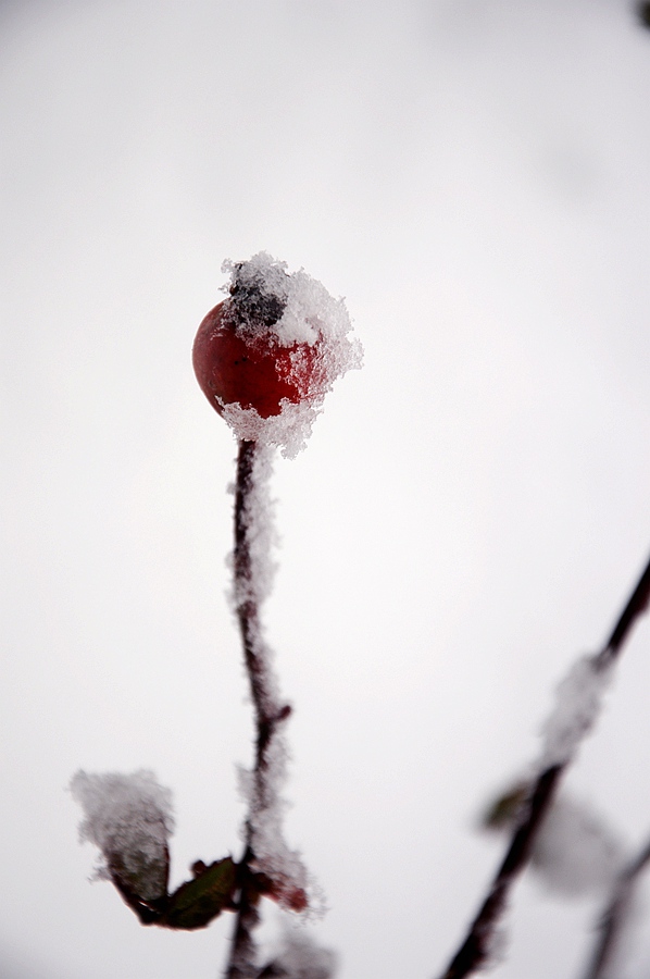 DSC_0013.JPG