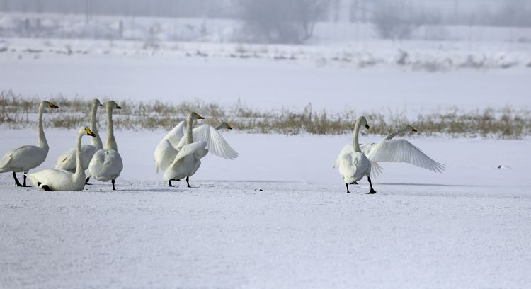 ѩؾ飺