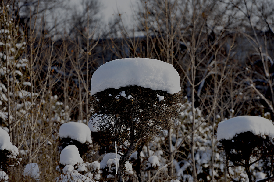 DSC_0098.JPG