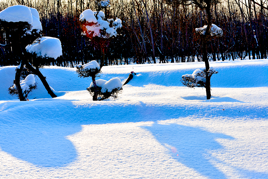DSC_0143.JPG