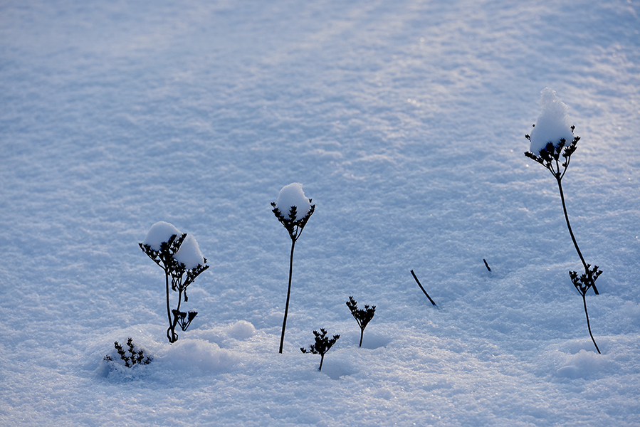 DSC_0247.JPG
