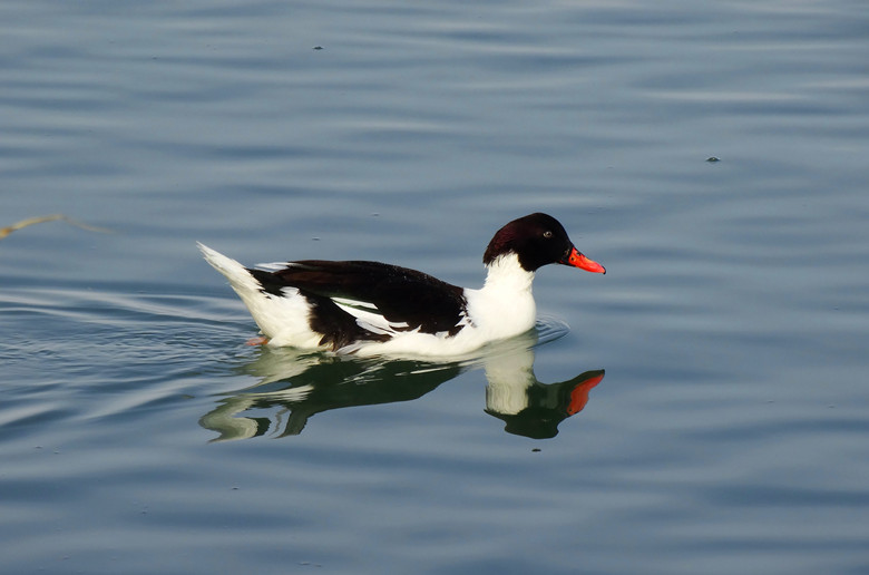 DSC04621__.jpg