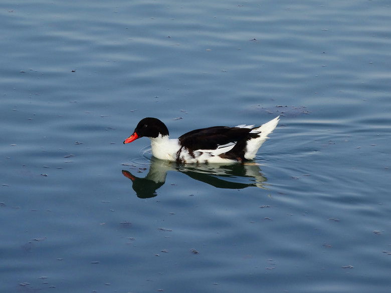 DSC04666_.jpg