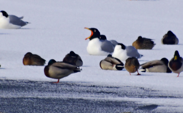 DSC04833_.jpg