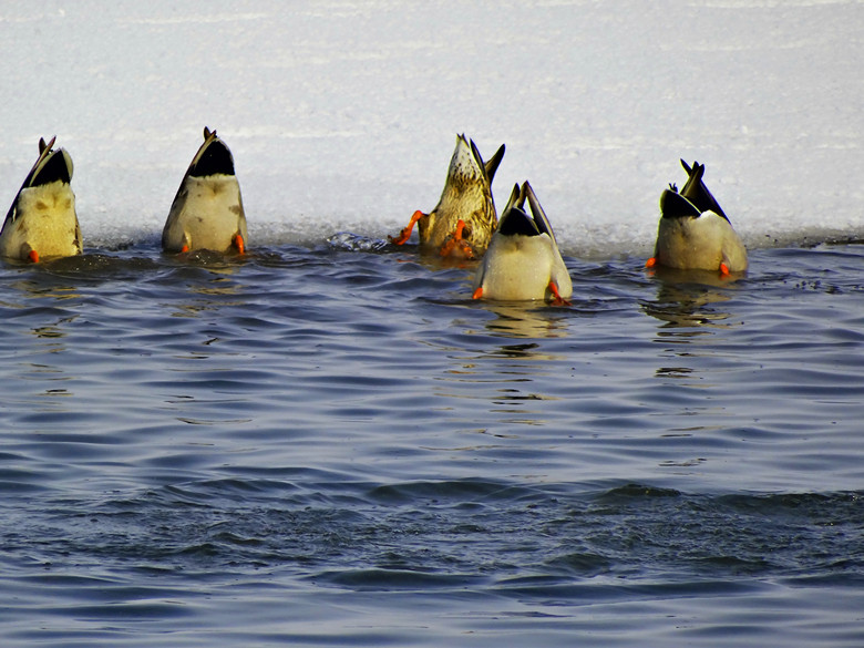 DSC04733_.jpg