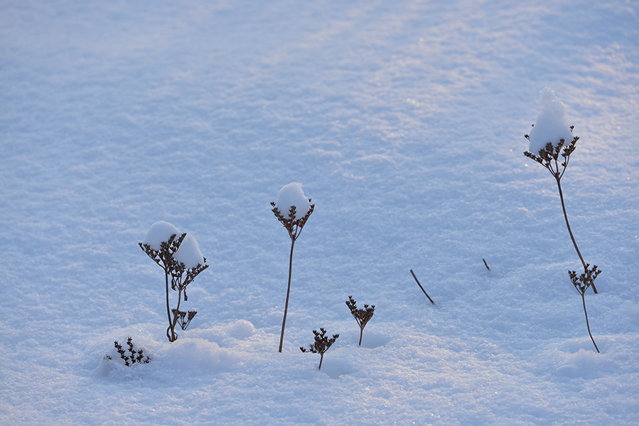 DSC_0247.JPG
