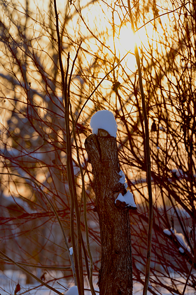 DSC_0265.JPG