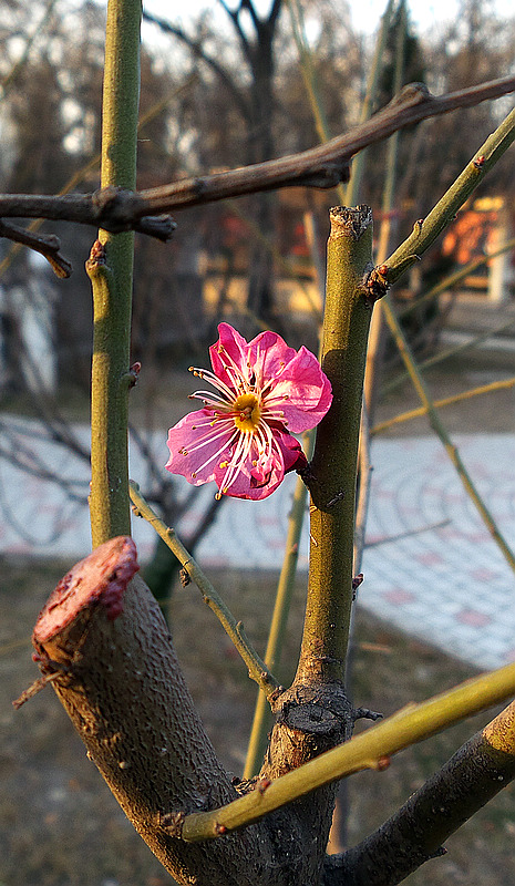 20140302_1723341.jpg