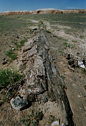 1990軯ľ1.jpg
