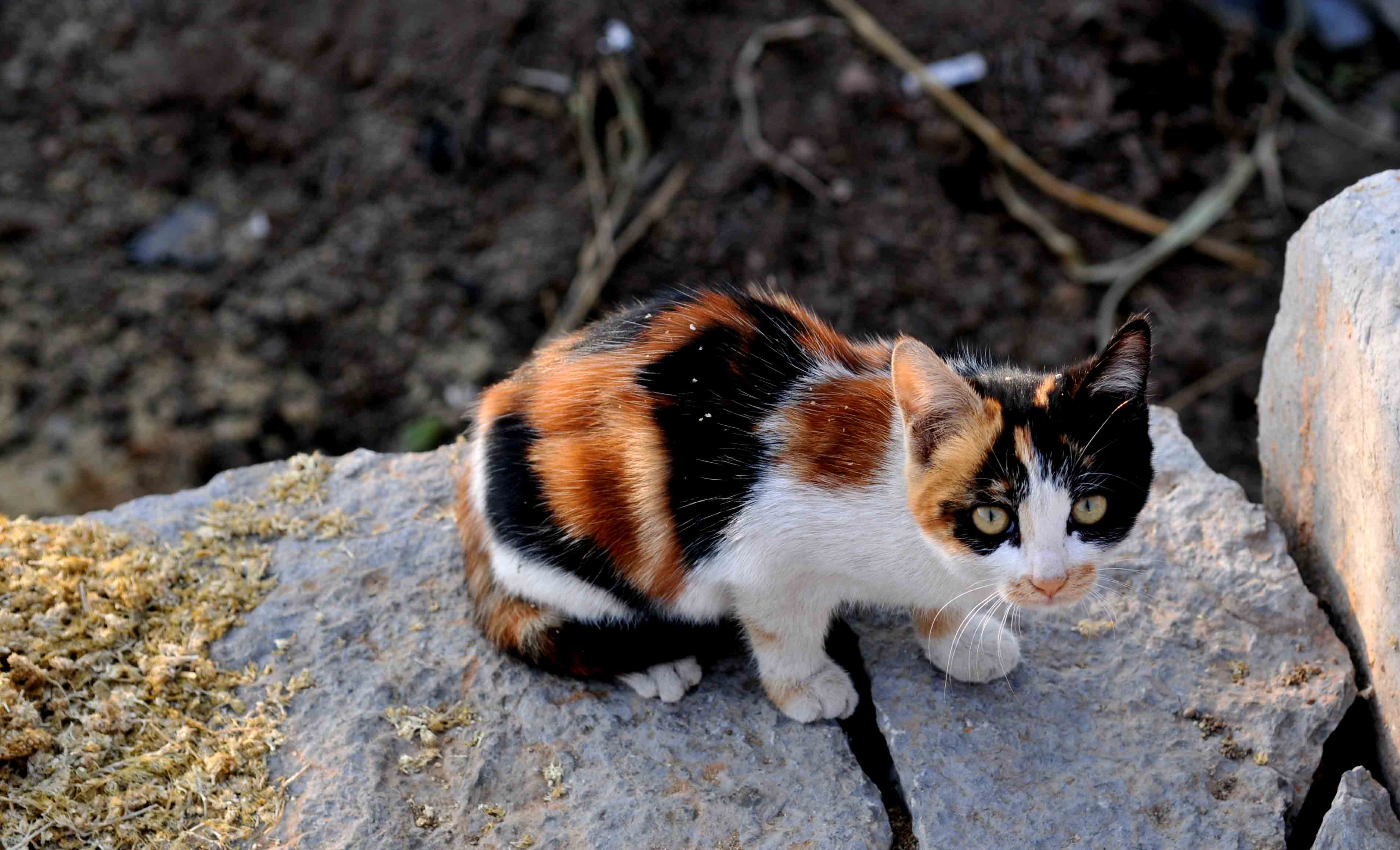DSC_2051.JPG