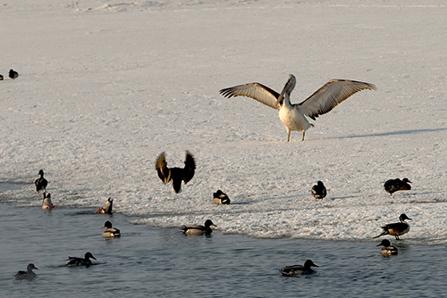DSC_0196.JPG
