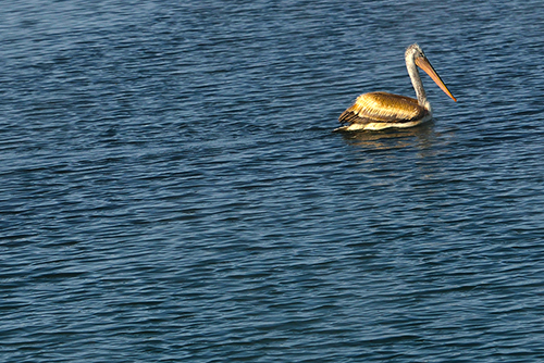 DSC_0007.JPG