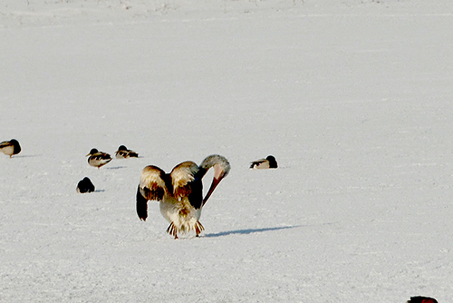 DSC_0097.JPG