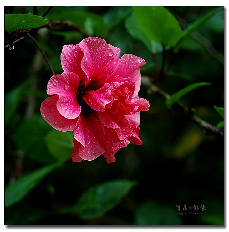 DSC_9993.jpg