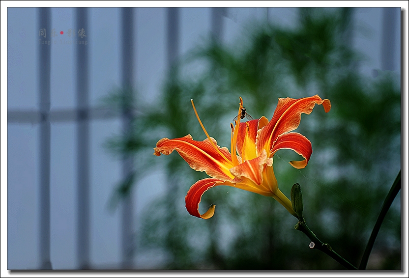 DSC_4471.jpg
