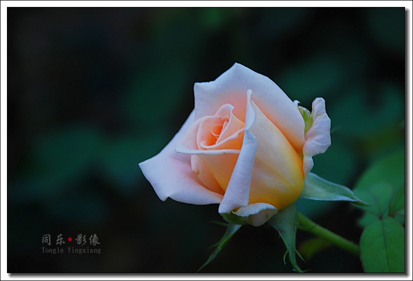DSC_0049.jpg