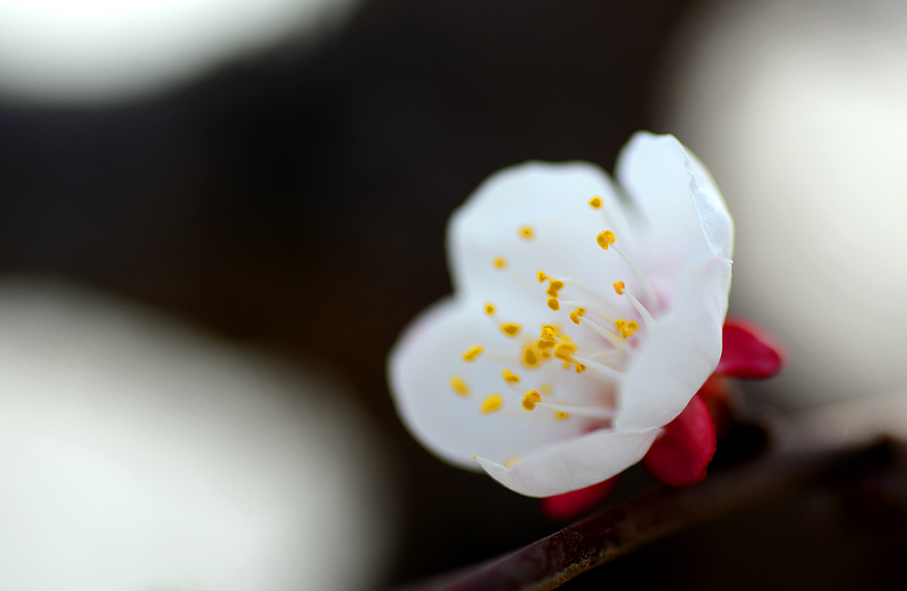 DSC_0889.JPG