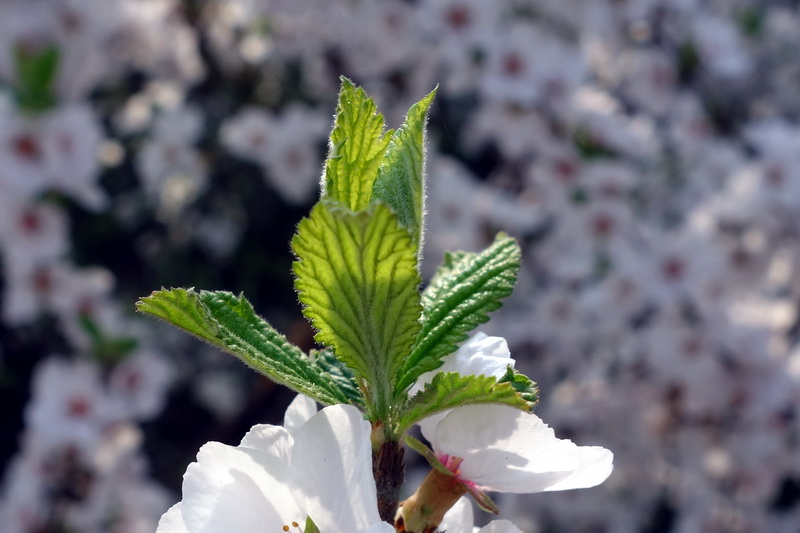 DSC08050.jpg