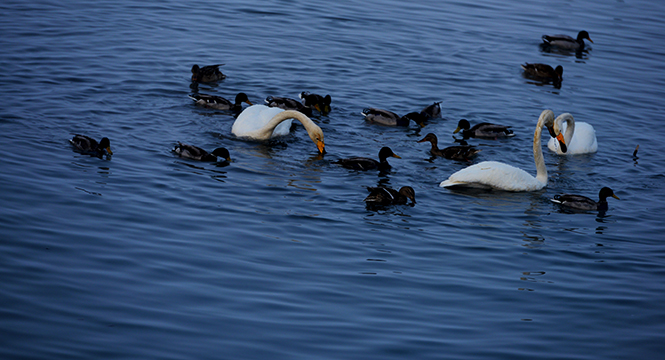 DSC_0132.JPG
