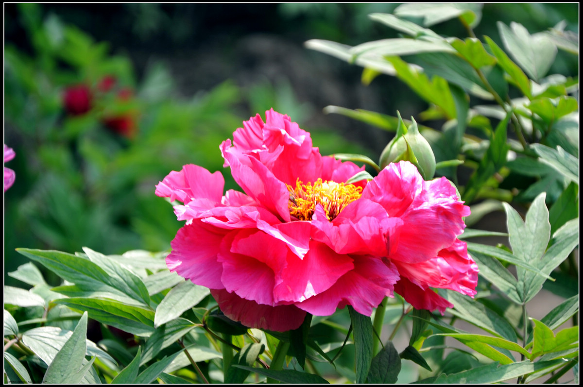 DSC_4467.jpg