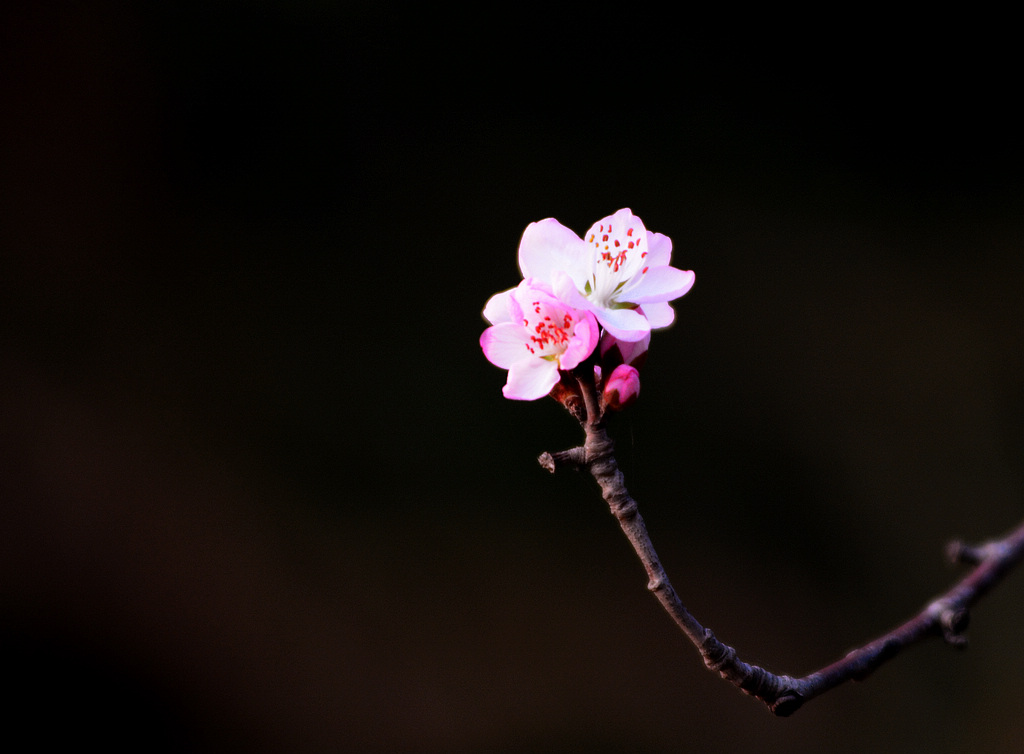 DSC_0621.jpg