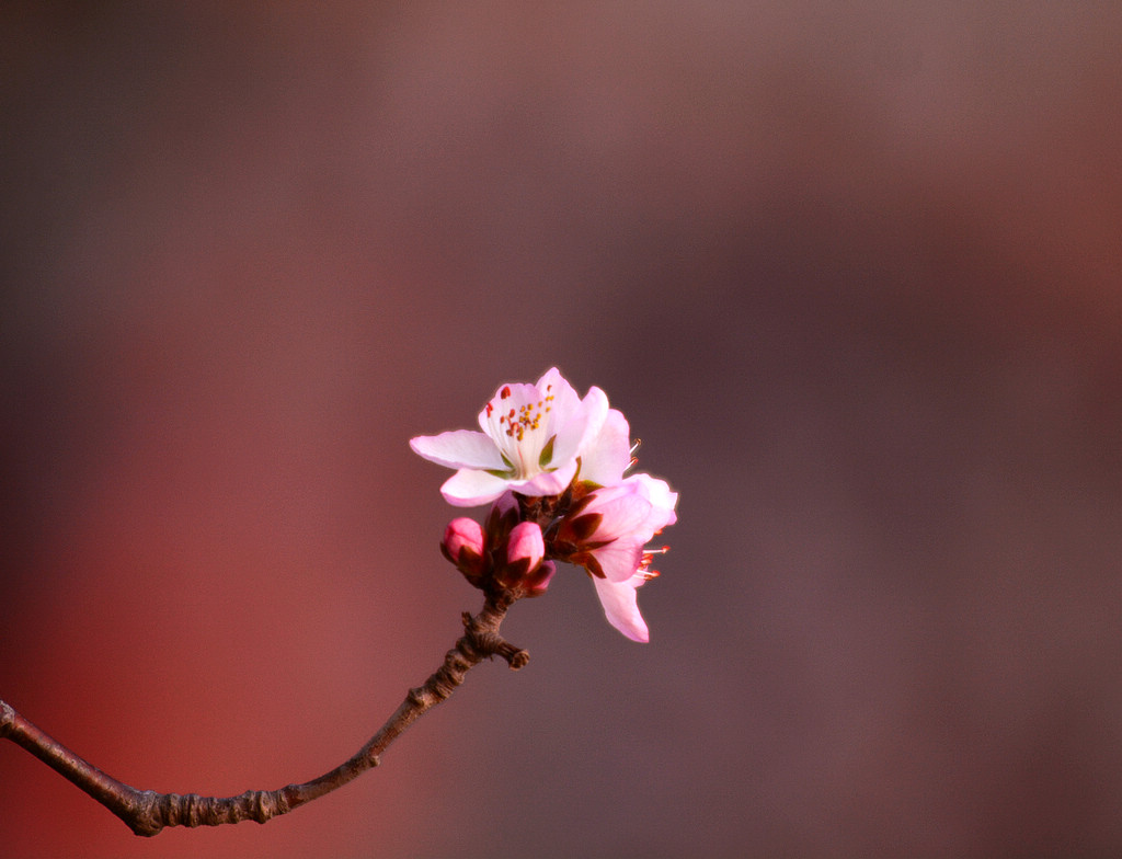DSC_0645.jpg