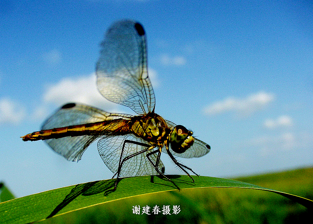 856-羻.jpg