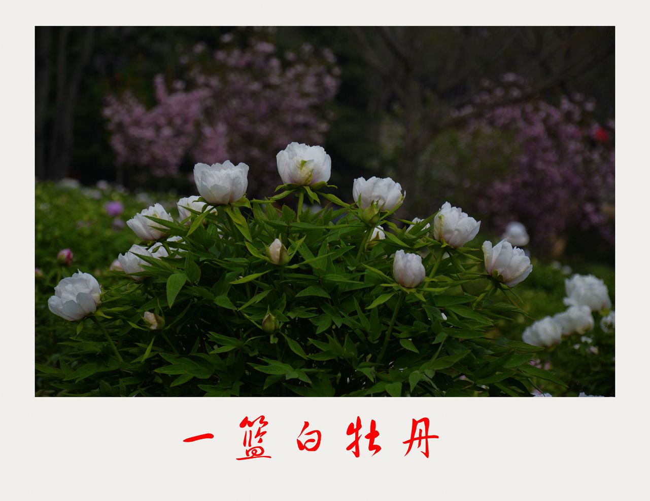 _DSC0013__.jpg