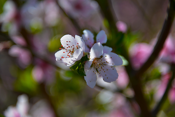DSC_0450.JPG
