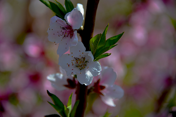 DSC_0455.JPG