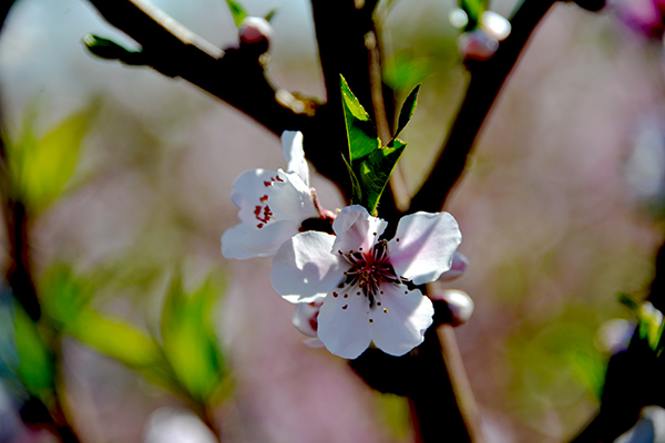 DSC_0491.JPG