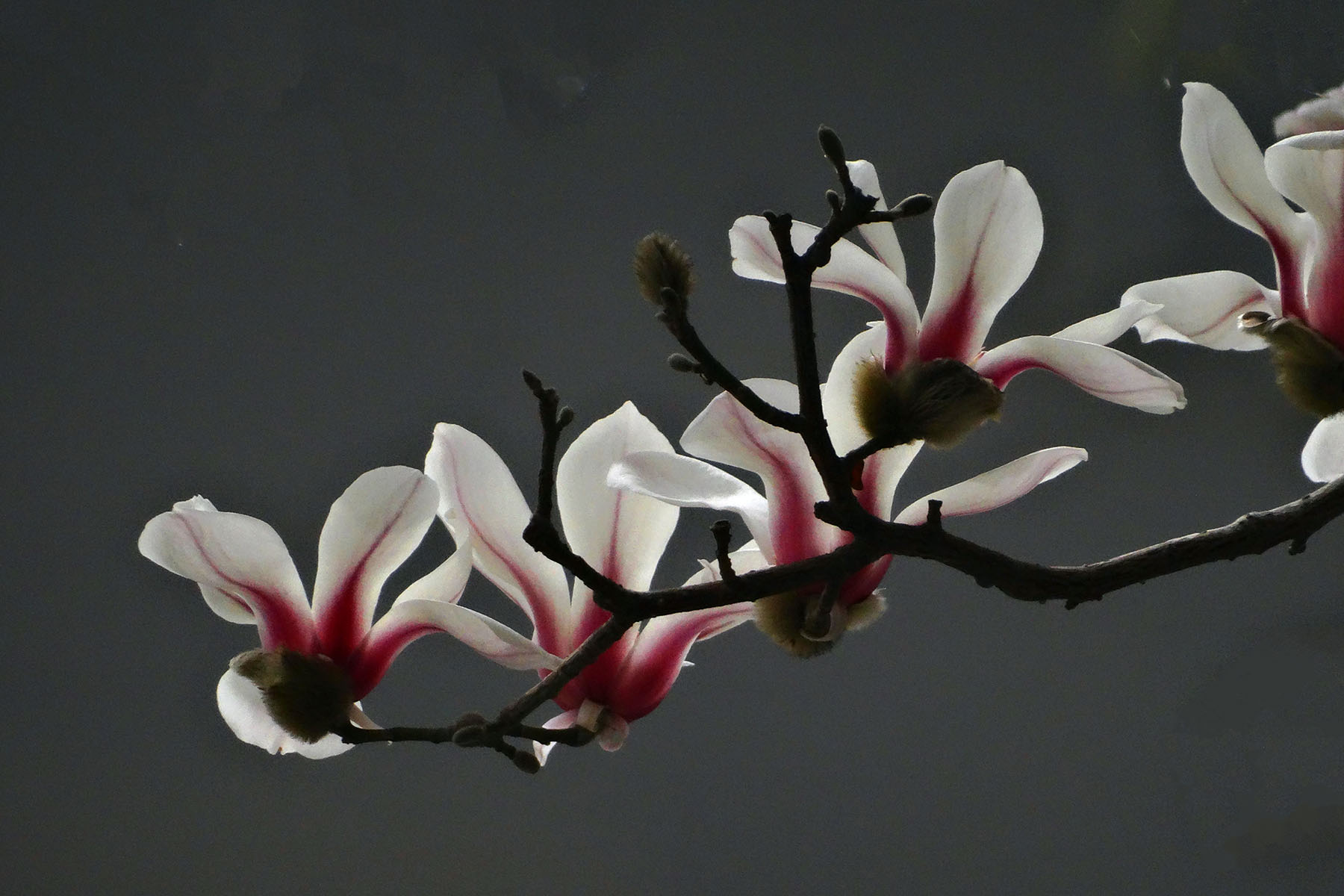 DSC08547.jpg