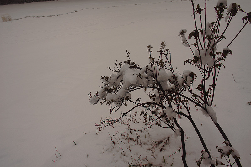 DSC06700_.jpg
