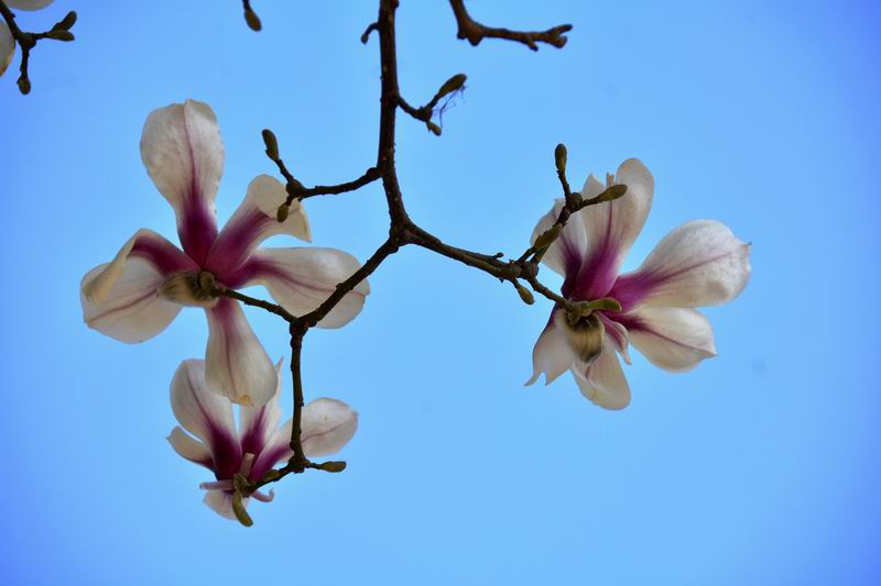 Ƭ 054ab.jpg