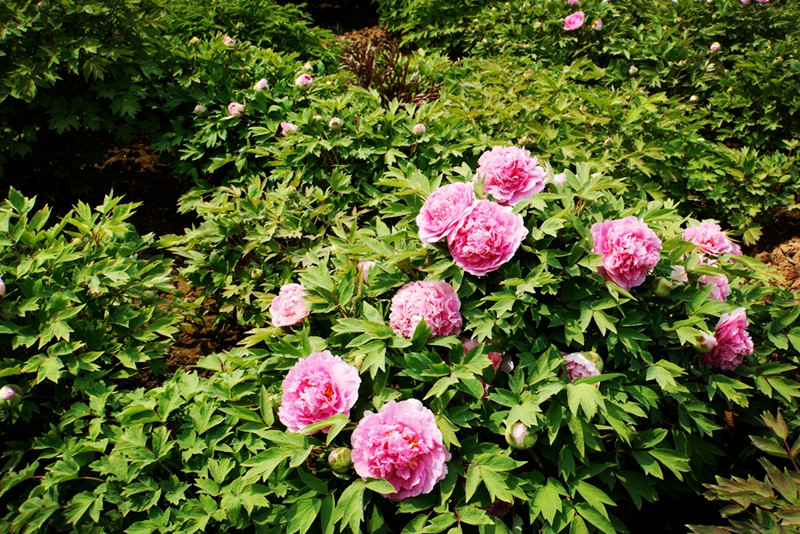 DSC02448_.jpg