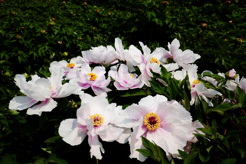 DSC02449_.jpg