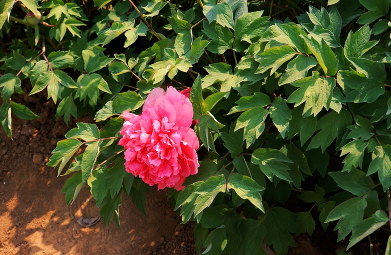 DSC02461_.jpg
