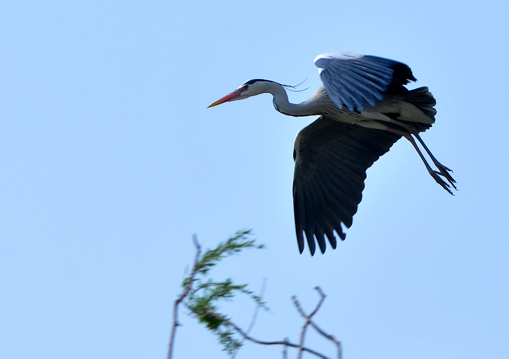DSC_0070.JPG