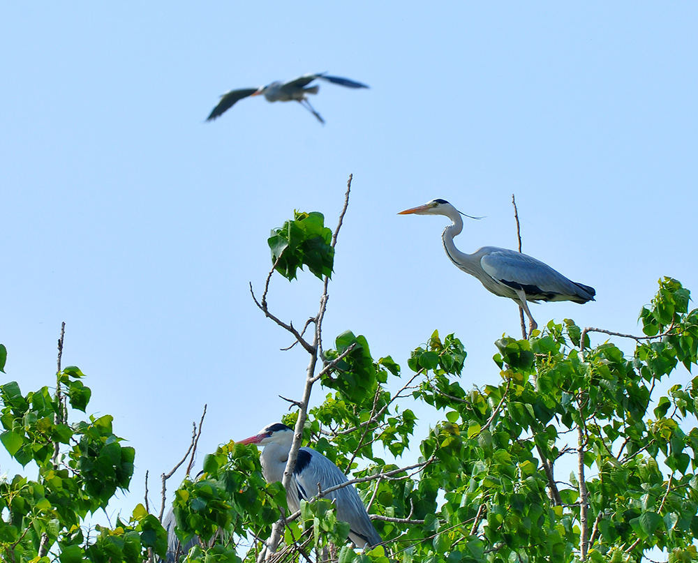 DSC_0080.JPG