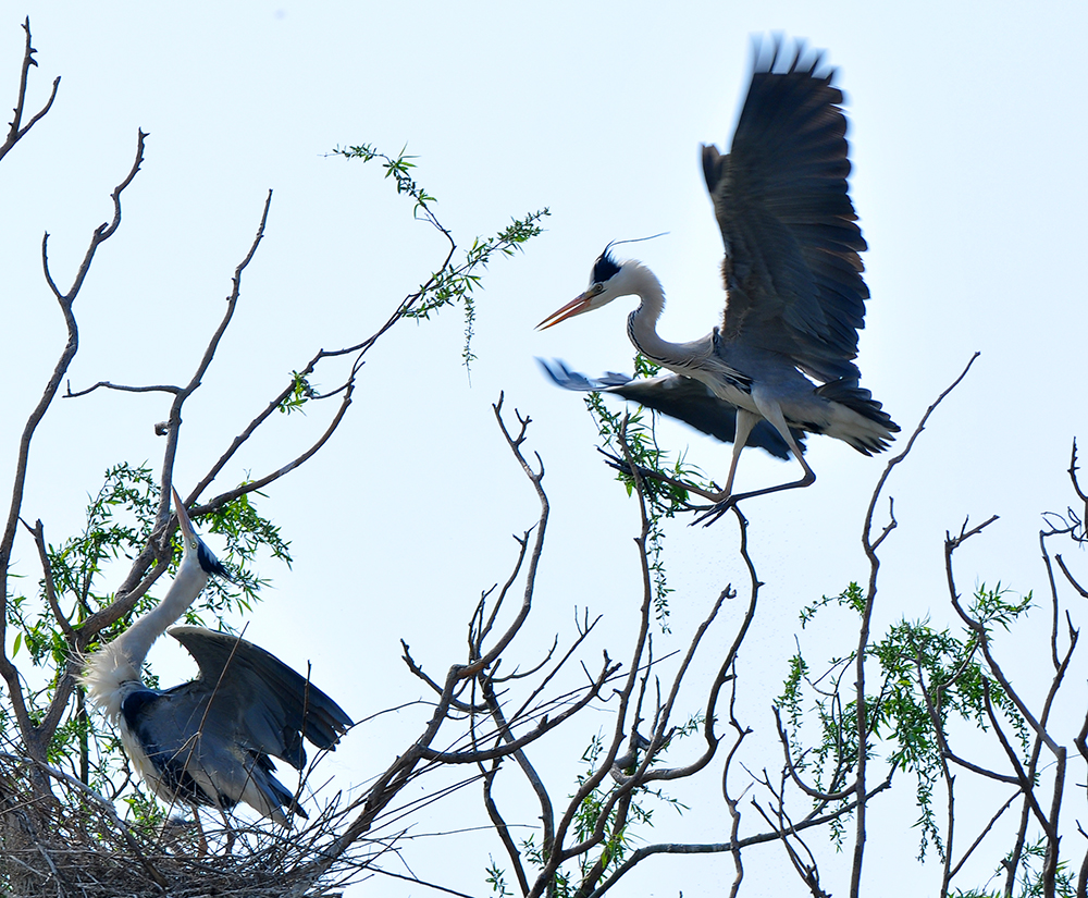 DSC_0147.JPG