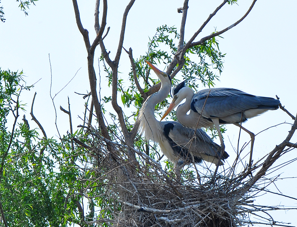 DSC_0171.JPG