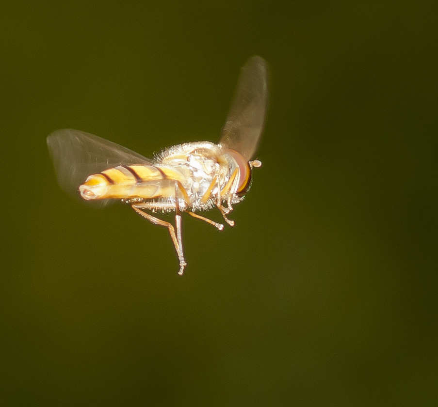 DSC_5276.JPG