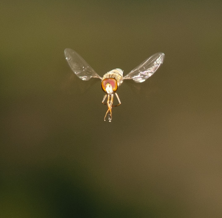 DSC_5277.JPG