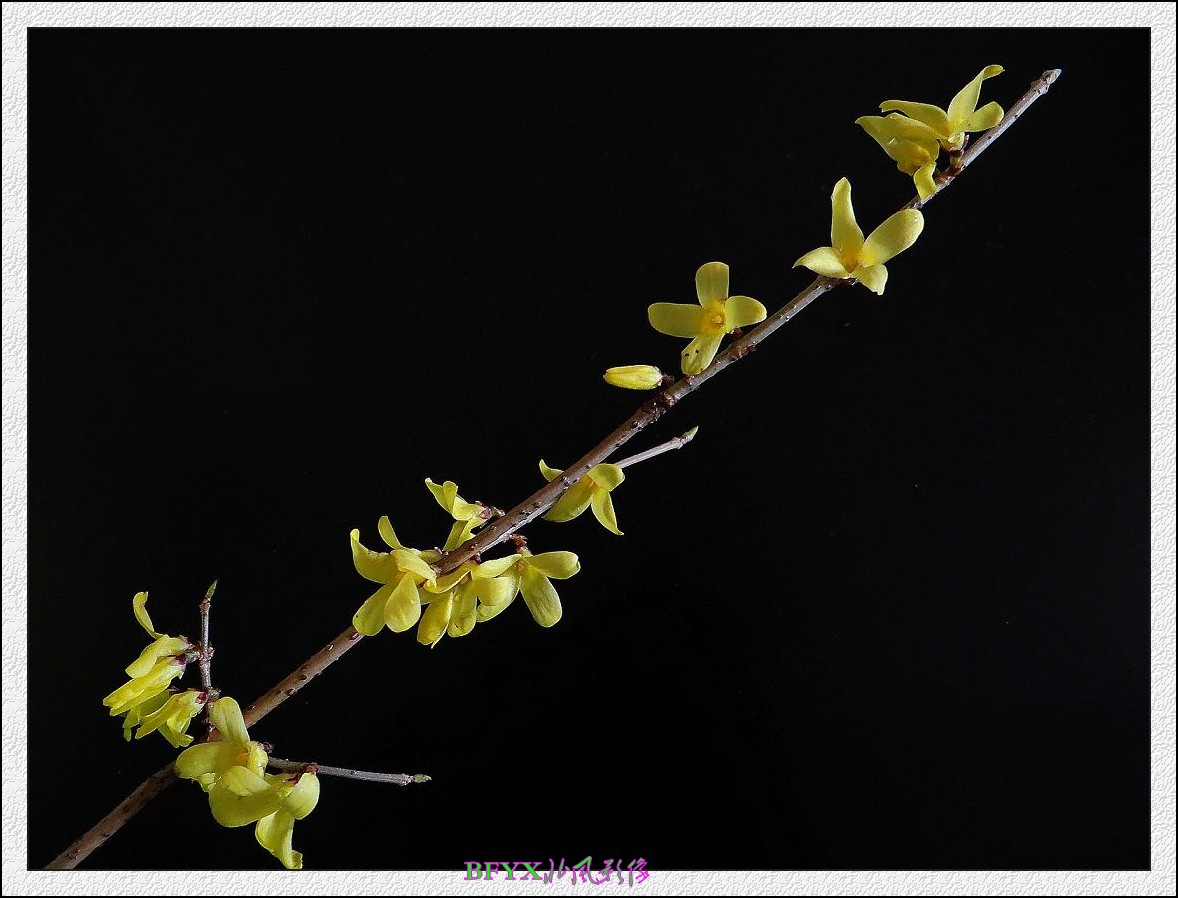 DSC07605_conew1.jpg