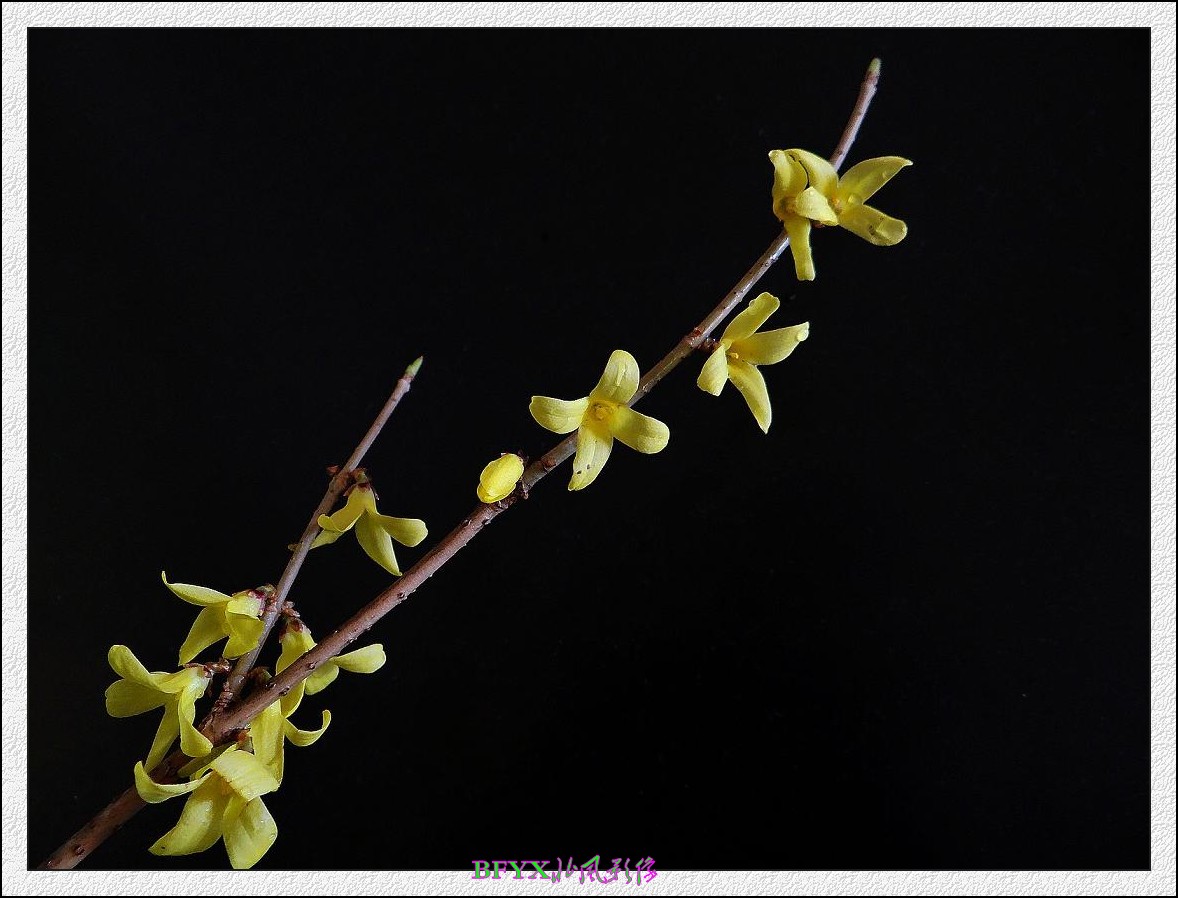 DSC07601_conew1.jpg