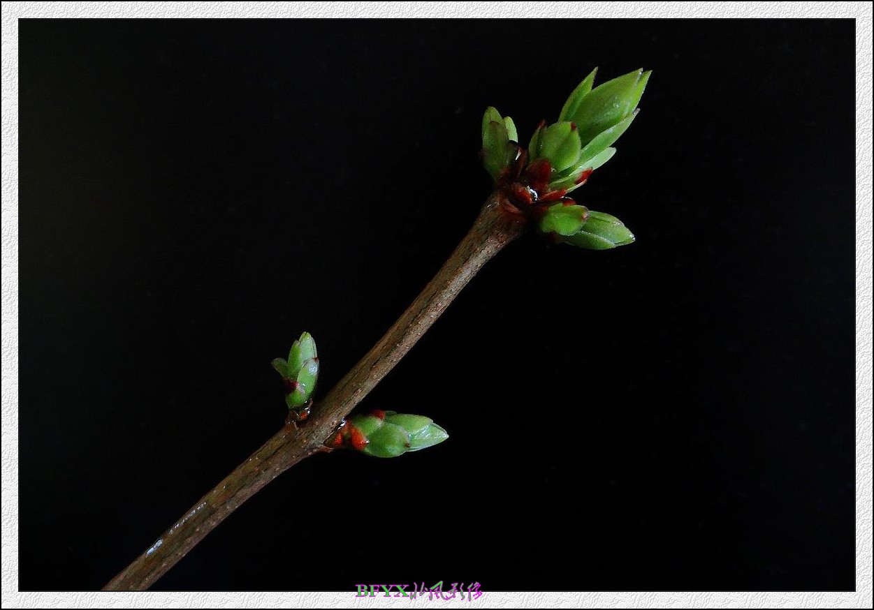 DSC07595_conew1.jpg